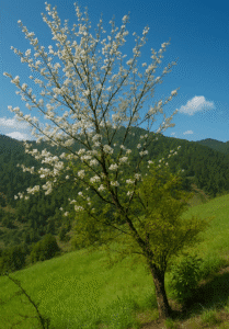 Blooming White Flower Tree