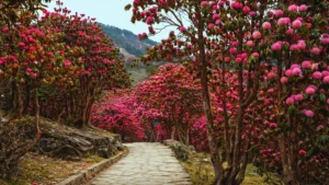 Red Buransh bloom in Uttarakhand mountains during 2026 spring season