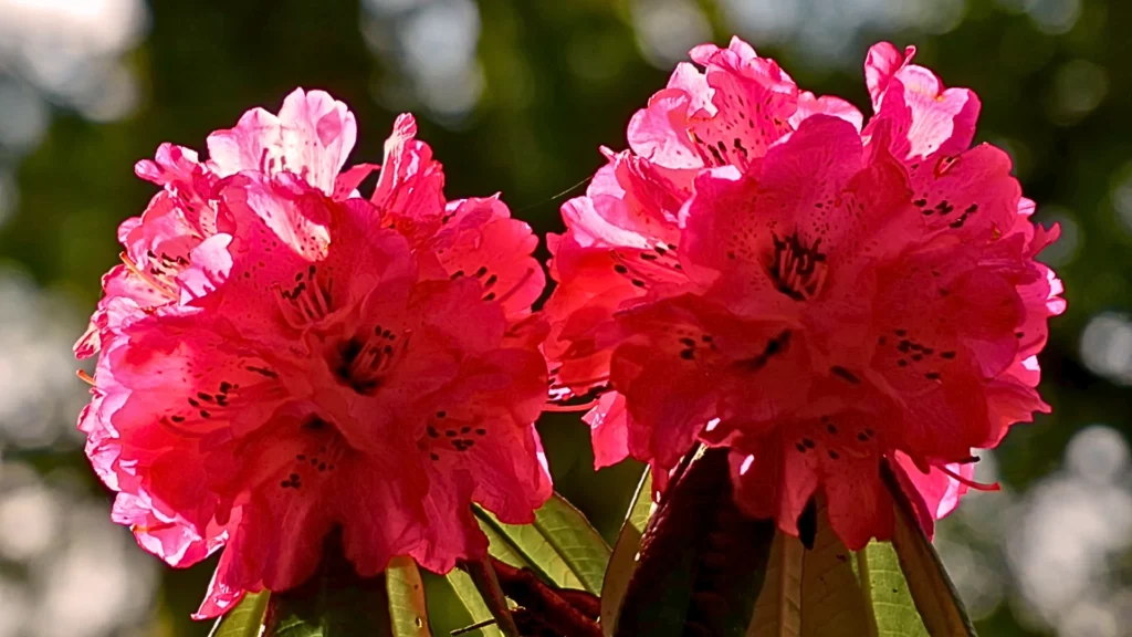 Trekking trail covered with Buransh bloom in Chopta Uttarakhand
