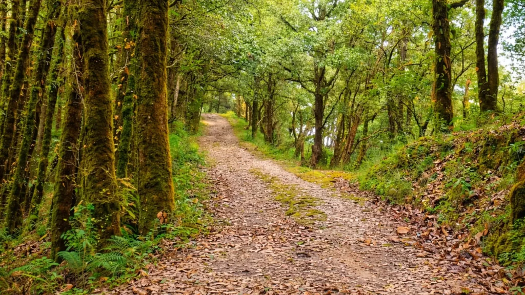 Binsar Travel Guide 2026