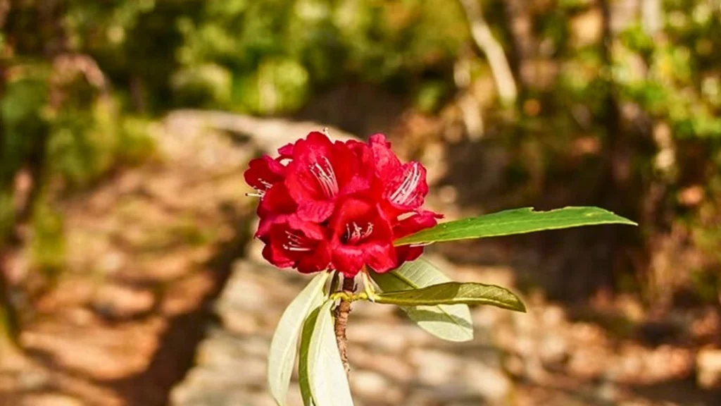 Close up of Rhododendron flower or Buransh in Uttarakhand Himalayas