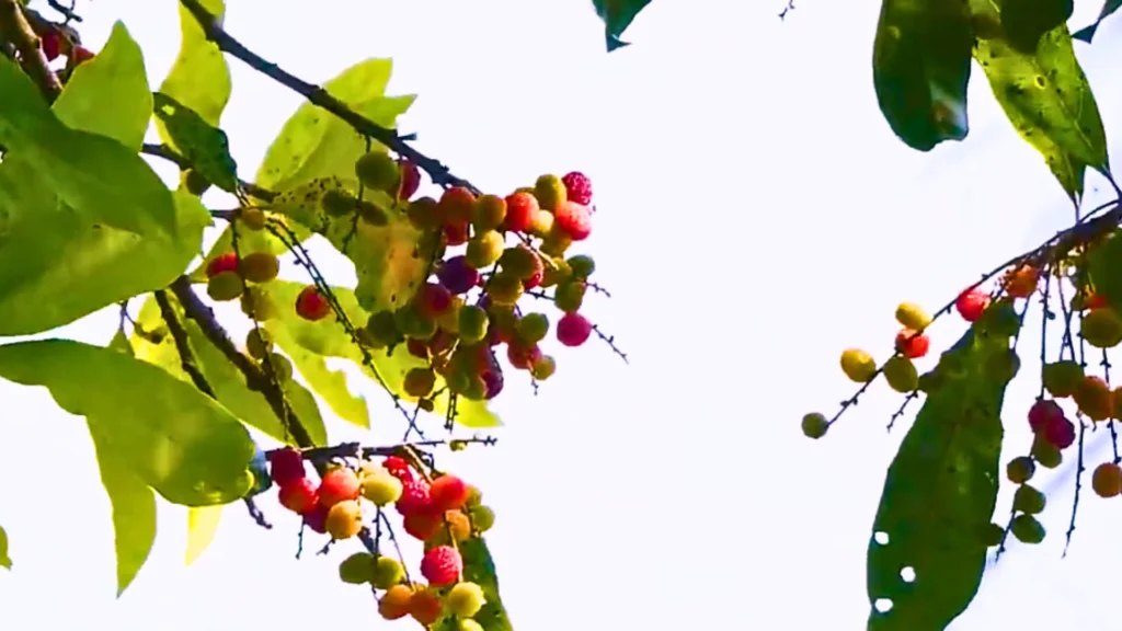 Wild Himalayan Kafal Fruit