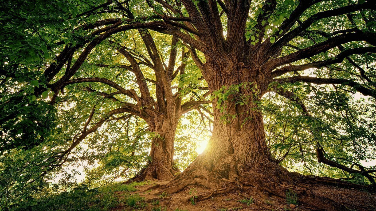 Importance of Oak Trees: Nature's Ultimate Support System