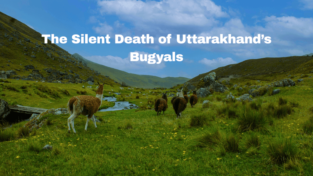 The Silent Death of Bugyals due to pollution