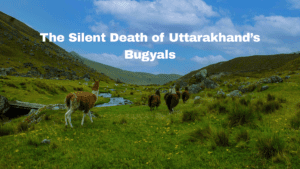 The Silent Death of Bugyals due to pollution