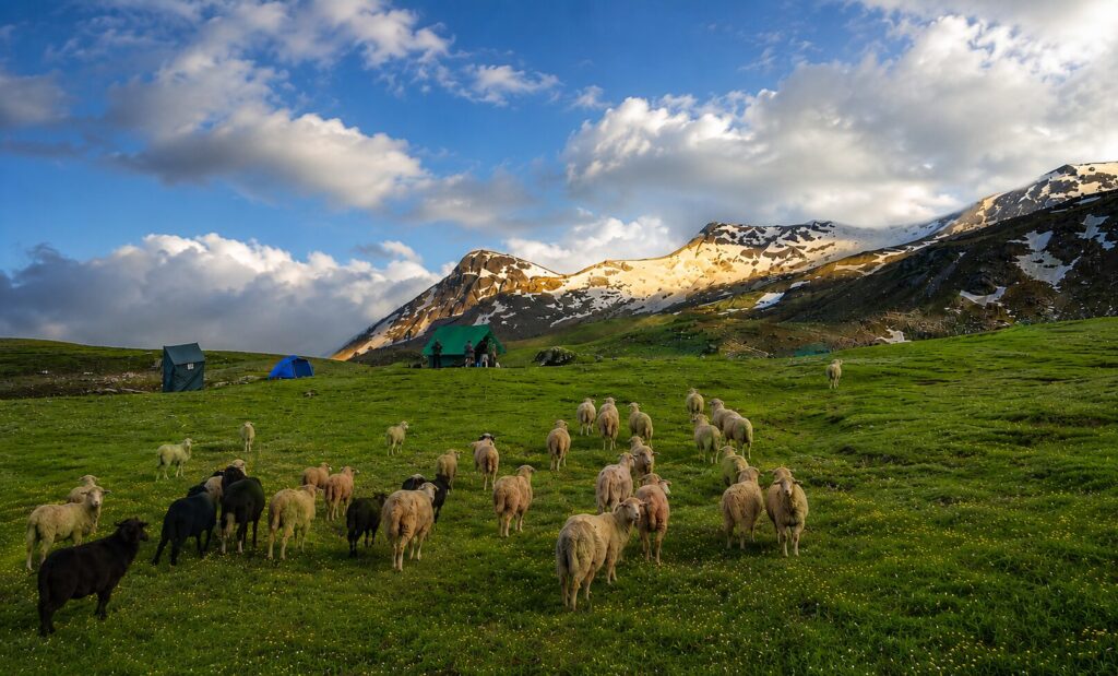 Trekking trail from Sankhri to Kalap Uttarakhand